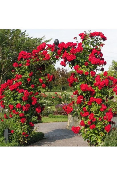 Троянда плетиста Бельканто на арці